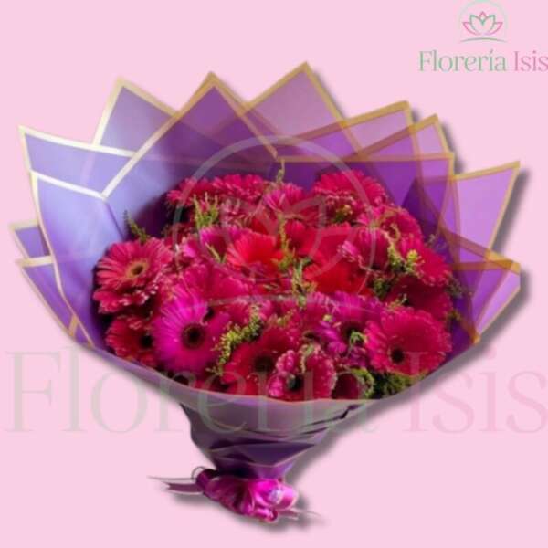 24 Gerberas fucsia